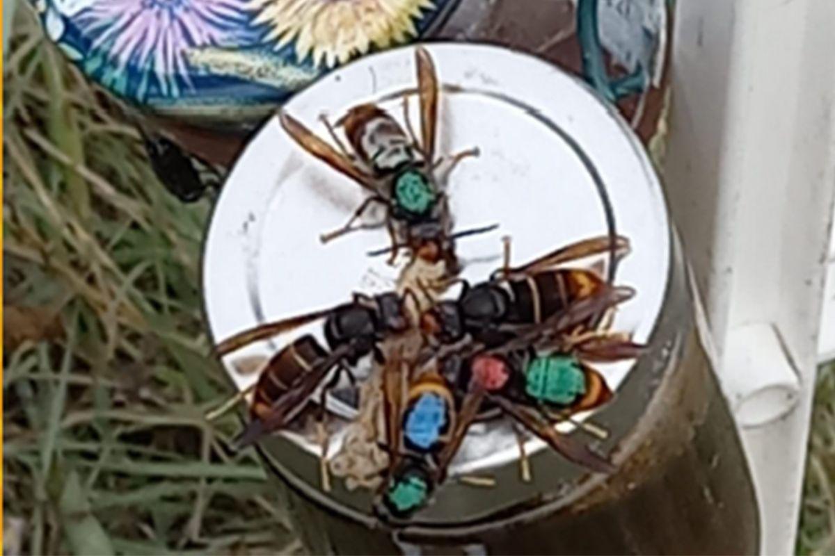 Recherche nid de frelon asiatique