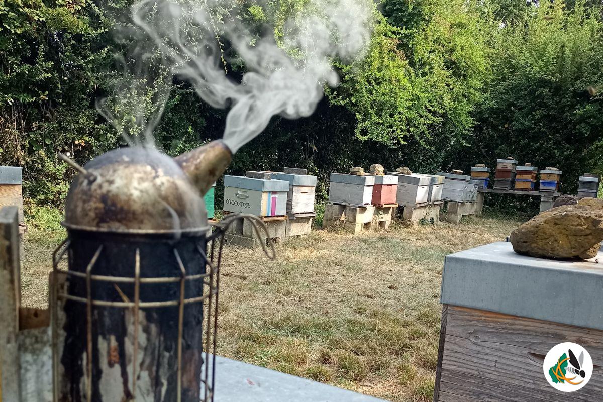 Rucher avec l'enfumoir prêt à l'action