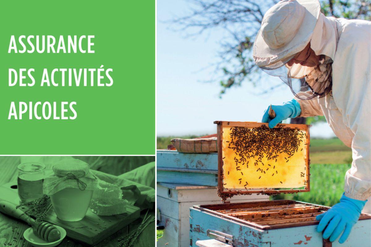 Assurances de ruches